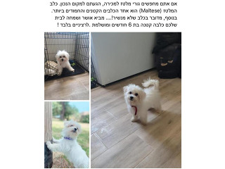 כלבים מלטז בחורפיש