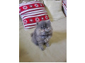 -small-2