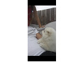 -small-2