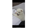 -small-1