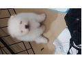 -small-2