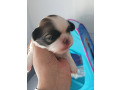 -small-2