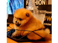 -small-2