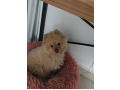 -small-2
