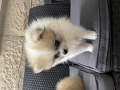 -small-0
