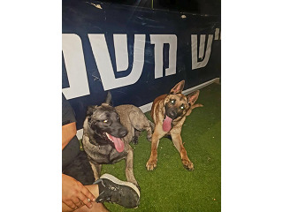 כלבים רועה בלגי באשקלון