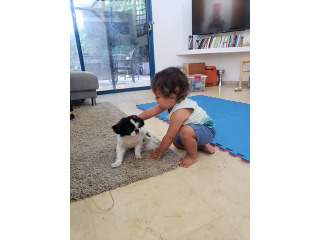 כלבים צין יפני בפרדס חנה כרכור