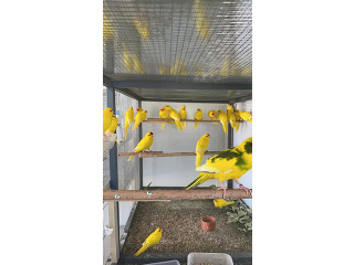 תוכים ובעלי כנף קאקריקים בטמרה