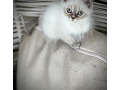 -small-1