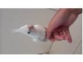-small-2