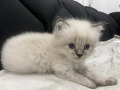 -small-1