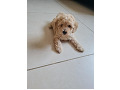 -small-2