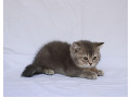 -small-1