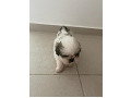 -small-1