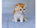 -small-2
