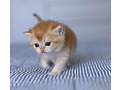 -small-0