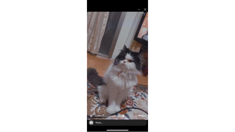 -big-1