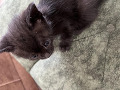 -small-2