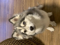 -small-2