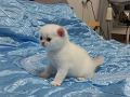 -small-0