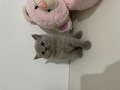 -small-0