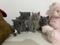 -small-1