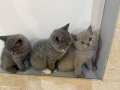 -small-2