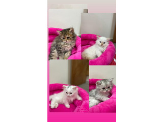 חתולים סקוטי בכרמיאל