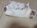 -small-1