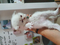 -small-0