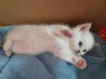 -small-2