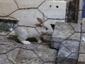 -small-0