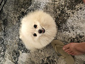 -small-1