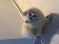 -small-2