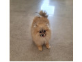 -small-1
