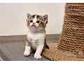 -small-2