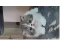 -small-0