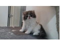 -small-1