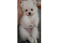-small-2