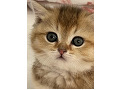 -small-0