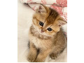 -small-1