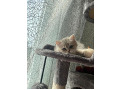 -small-1